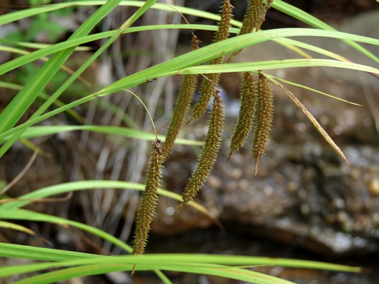 {Carex crinita}